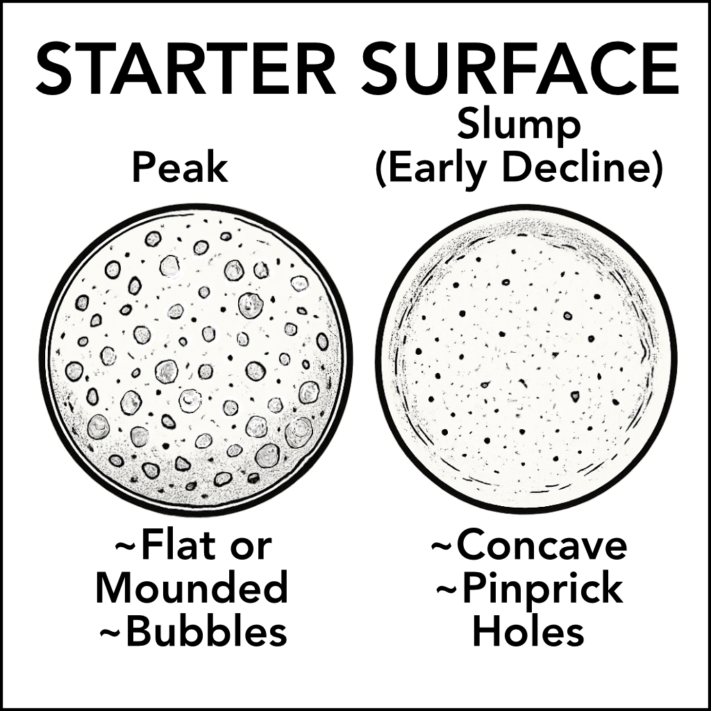 Starter surface at peak: small to medium bubbles and slight mounding